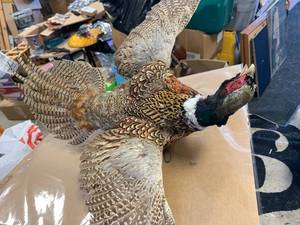 lot 23 image: Pheasant Taxidermy