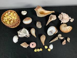 lot 1218 image: Seashell Lot