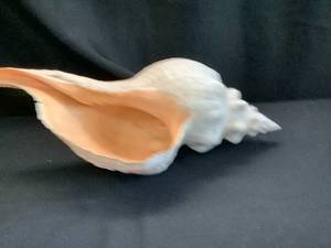 lot 1348 image: Jumbo Conch