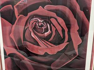 Framed Red Rose Print by Lowell Nesbitt
