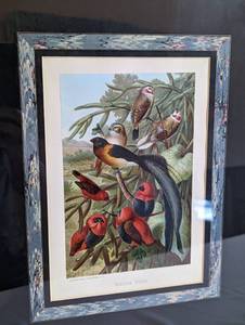 Three Colorful Framed Bird Prints