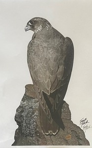 lot 13 image: Exquisite Falcon Framed Print by Frank Taylor