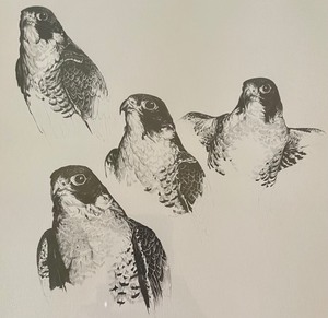 lot 52A image: Duck Hawk Peregrine Falcon Framed Etching by Mark Bolton