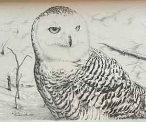 lot 150 image: Immature Snowy Owl Framed Numbered Print by Carole Mandernack