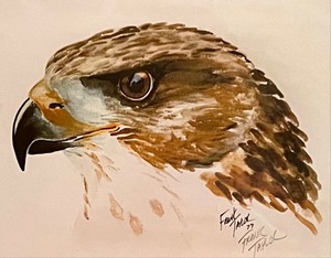 lot 180 image: Frank Taylor Red-Tailed Hawk Framed Print