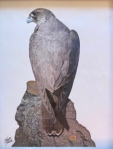 lot 183 image: Amazing Falcon Art (Print) by Frank Taylor
