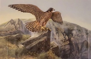lot 139 image: Wildlife Framed Print by Hans Peeters