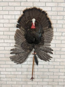 Turkey Wall Mount - Includes Turkey foot Back Scratcher - NO SHIPPING