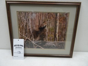 Drumming Grouse on log, photo, 19x16