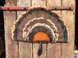 lot 29 image: Turkey Feather Fan Mount