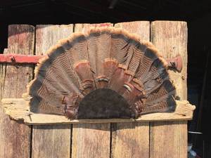 lot 31 image: Turkey Feather Fan Mount