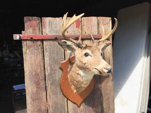 lot 30 image: Whitetail Deer Head Mount