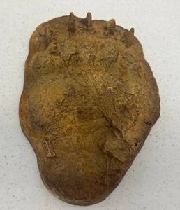 lot 3 image: Resin Yellowstone Grizzly Bear Paw Casting With Provenance