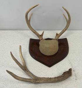 lot 21 image: Deer Horns