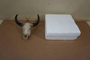lot 83 image: Animal Skull Wall Dcor
