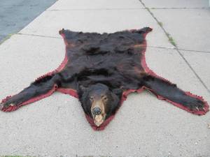 lot 271 image: Vintage Genuine Bear Skin Rug