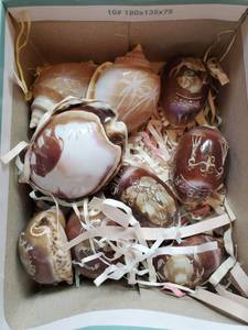 Etched Shells Collection