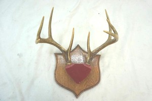 Deer antlers