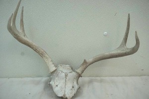deer antlers