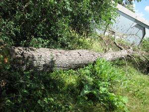 Large fallen Maple tree, bring your...