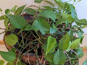 lot 149 image: Houseplant and Wicker Stand