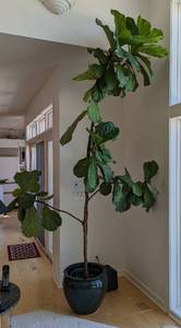 lot 154B image: Very Large Fiddle Leaf Fig Plant