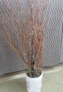 lot 67 image: BUCKET OF RED DOGWOOD BRANCHES
