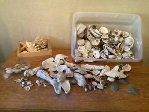 Ocean Treasures 3