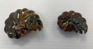 Two Ammonite Fossils Polished 1 2 34 x 2 14 1 2 x 1 34