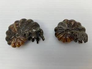 Two Ammonite Fossils Polished 1 3 x 2 14 1  2 14 x 2