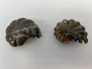 Two Ammonite Fossils Polished 1 2 34 x 2 14 1 2 34 x 2