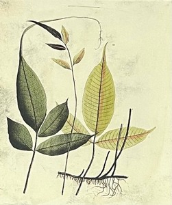 lot 29 image: Fern Tile IV Framed Print