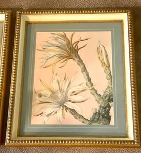 lot 125 image: Pair of Lovely Framed Floral Prints in Gilded Frames