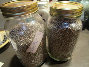 lot 339 image: Nickel pellets #5 - two quart jars ...