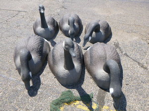 6 Goose Decoys