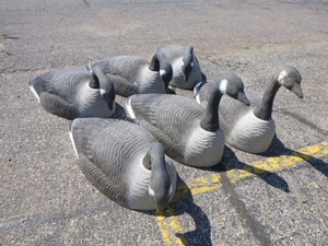 6 Goose Decoys