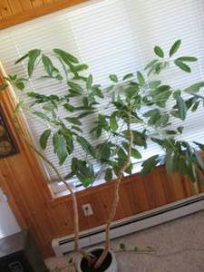 lot 106 image: Indoor tree in pot about 6ft tall a...