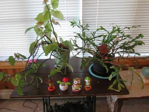 lot 110 image: 2 live plants and 4 solar dancers (...