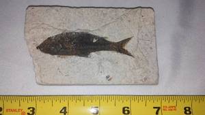 lot 294 image: Fish Fossil