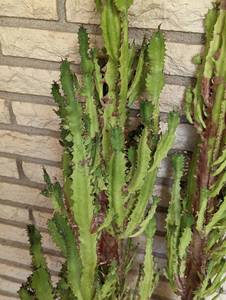 lot 7 image: Potted Cactus