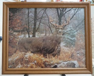 White Tail Buck picture