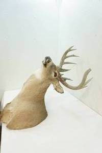 deer mount