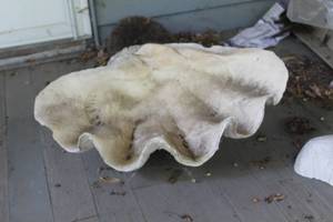 lot 205 image: 20 Giant Seashell