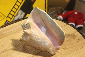 lot 122 image: Conch Seashell