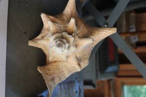 lot 241 image: Seashell
