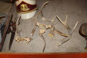 lot 296 image: Lot of (6) Deer Antlers