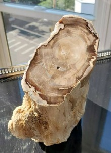 Piece of Petrified Wood