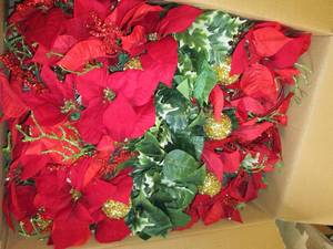 lot 570 image: case of red poins mix bush...