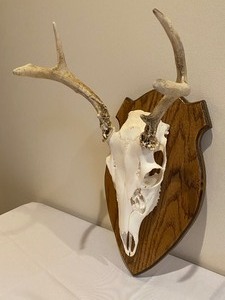 lot 125 image: Deer Skull Mounted on Wooden Board