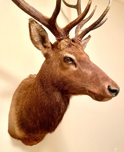 lot 45A image: Large Elk Taxidermy Mount